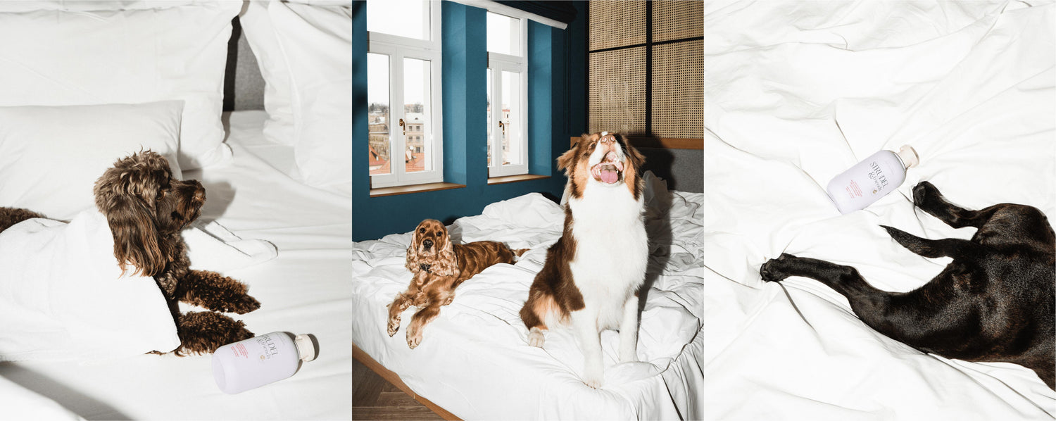 strudel&friends | rodina