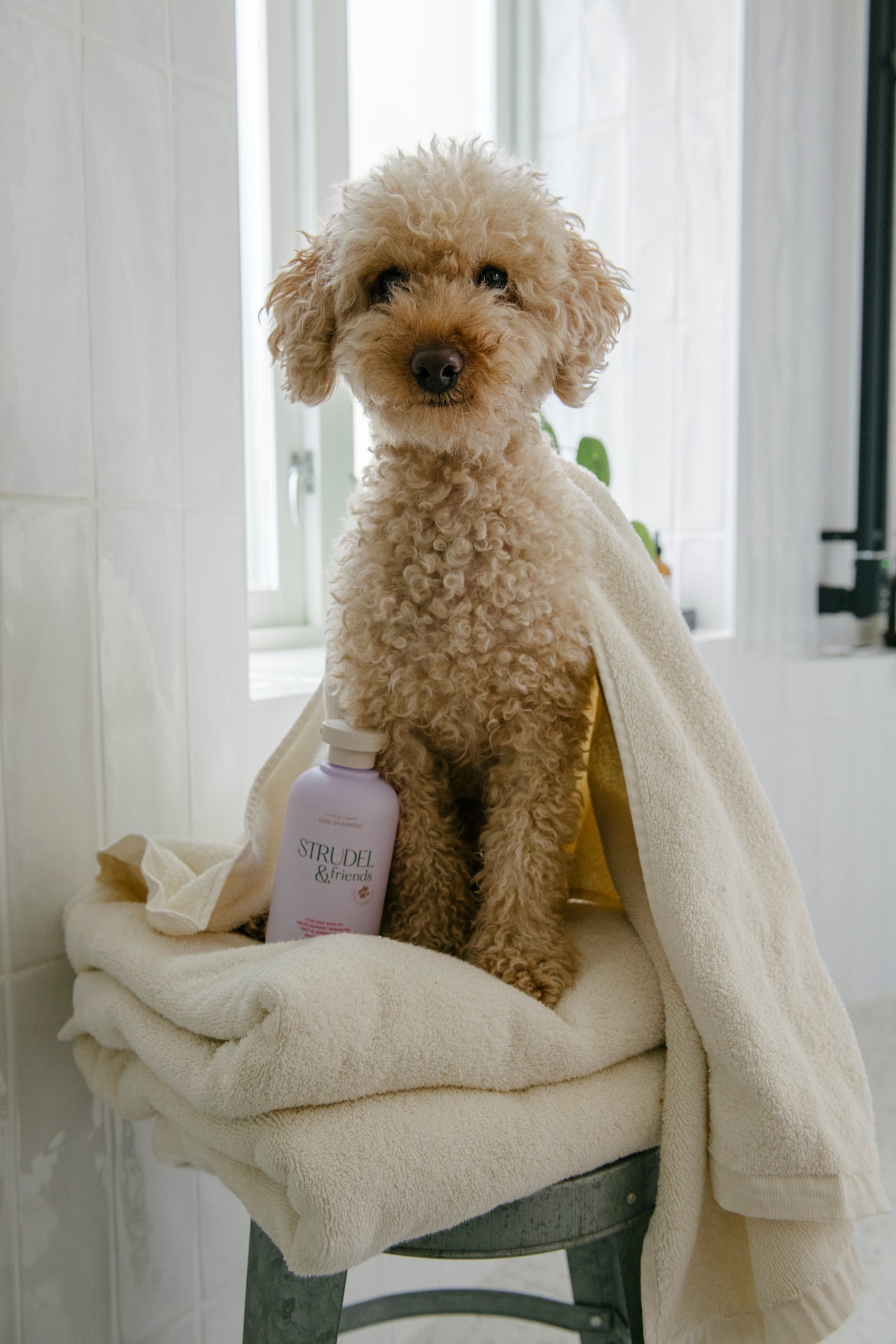Shampoo for dogs 